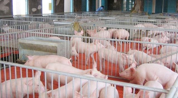 養(yǎng)豬廠(chǎng)廢水應(yīng)該怎么處理？該選用哪種處理方法？-樂(lè)中環(huán)保