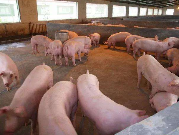 養(yǎng)殖污水怎么處理，養(yǎng)豬場糞便污水處理設備用途