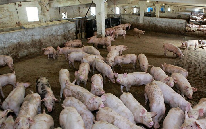 處理養(yǎng)豬污水場設(shè)備，可以有效處理養(yǎng)豬場高濃度廢水